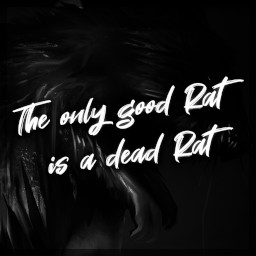 The only good Rat is a dead Rat